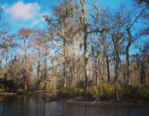 Things to do in New Orleans - go on a swamp tour