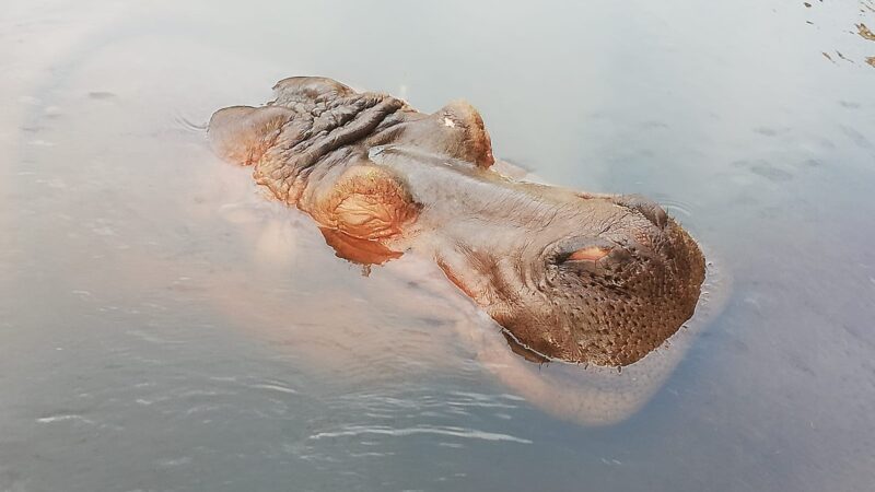 A Barcelona zoo visit