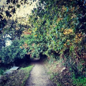 Into the wooods, on the Camino de Santiago