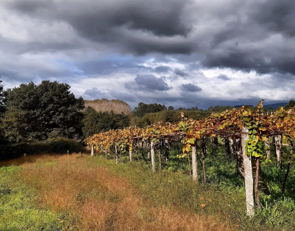 Vineyards on the Camino de Santiago