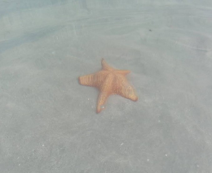 Visit Panama: Starfish Beach